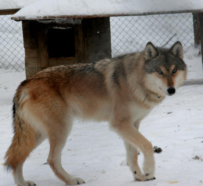 g3/04/527904/3/56038564.BoogieWolf.jpg