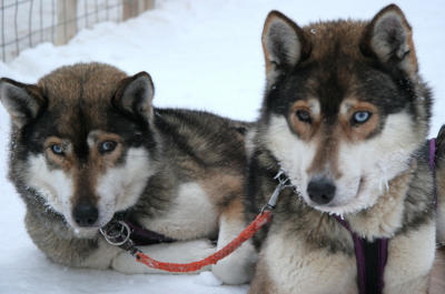 Two Sled Dogs