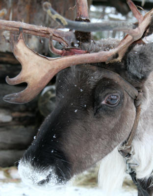 Reindeer in Dog Yard