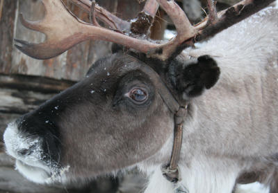Reindeer