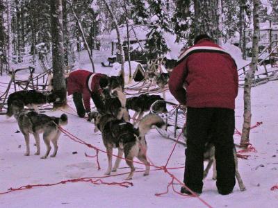Dog Yard1