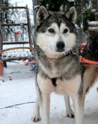 Dog & Sled