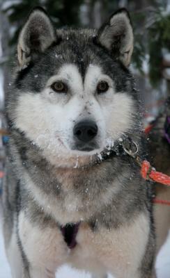 Sled Dog