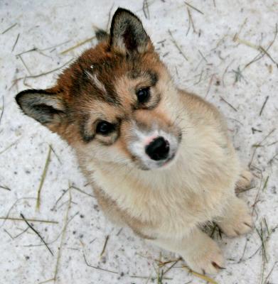 Sled Puppy 2