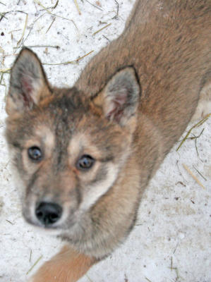 Sled Puppy