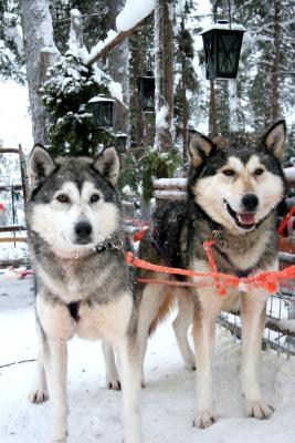 Dog Sledding in Levi Finland