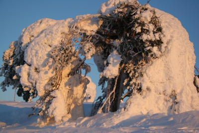 Tree Agony