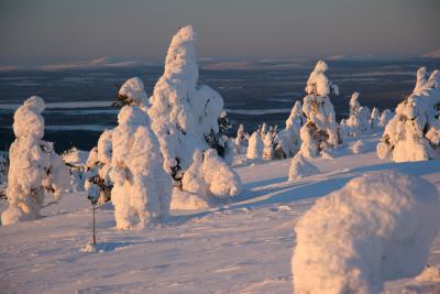 Dancing SnowTrees