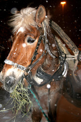 Snowy night sleigh Puller