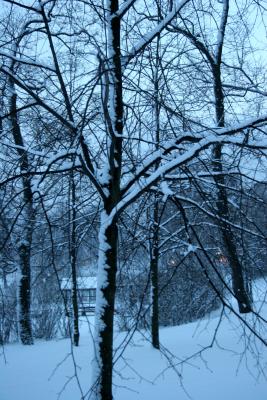 Helsinki trees and snow