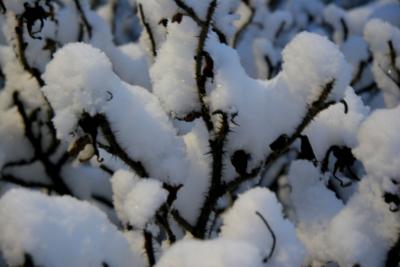 Snow bushes Helsinki Park