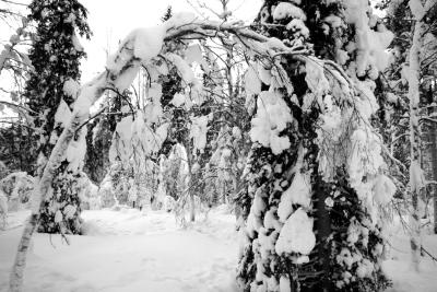 Black  & White Snow Arch
