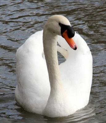 French Swan
