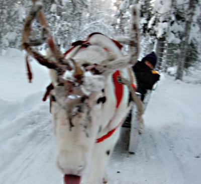 Jen in Sled