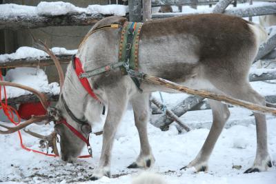 Reindeer Eating Lichen