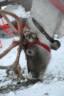 Eating  Lichen Reindeer