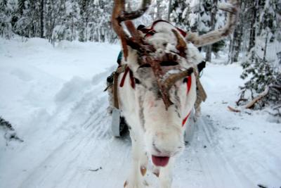 Reindeer Tongue