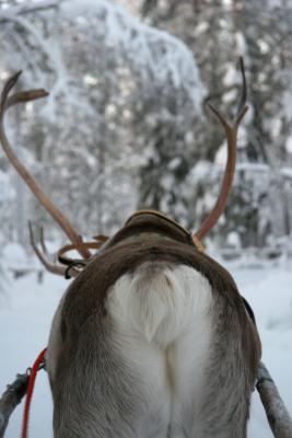 sleigh Ride Butt