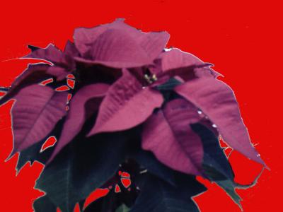 Poinnsettia