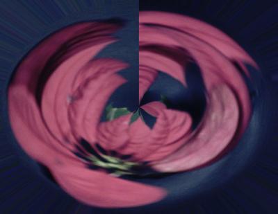 PoinsettiaTwirl2