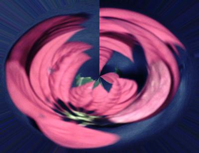 PoinsettiaTwirl