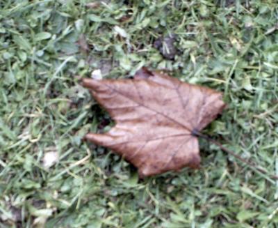 Fall Leaf