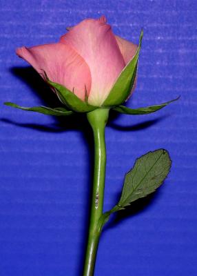 pink rose