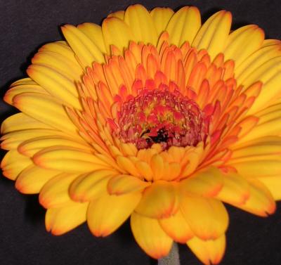 yellow flower