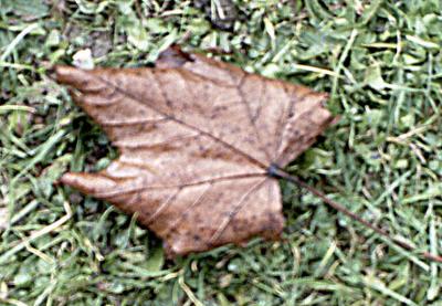 leaf