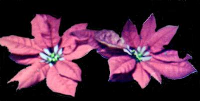 shadow  flower