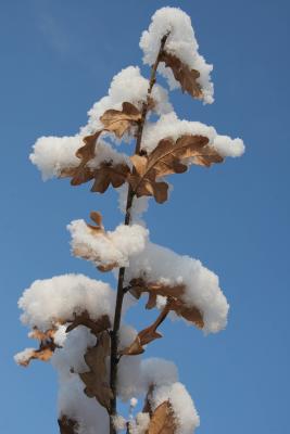 Oak Snow Leaves