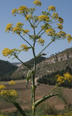 Yelloflowersegesta2.jpg