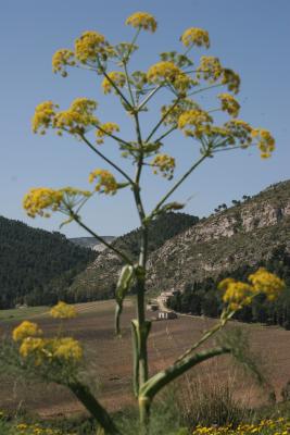 YellowFlowerMushroomsgrowSegesta.jpg