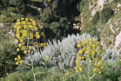 flowerscenerysegesta.jpg