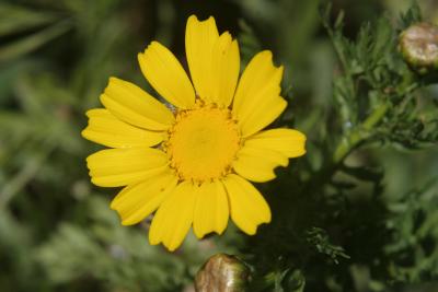 Yellow Wild Flower