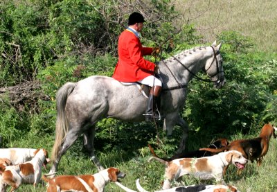 Horse and Hounds