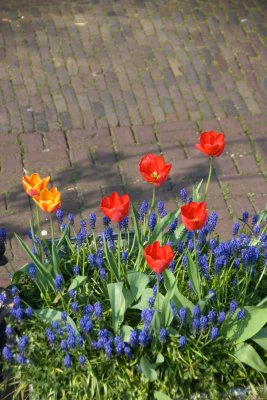 Tulips & Hyacinths