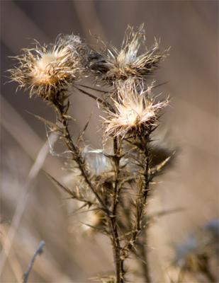 Thistle In Fall