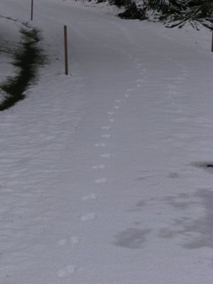 Wildcat tracks on driveway