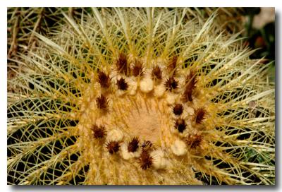 g3/04/549504/3/52858733.Cactus.jpg