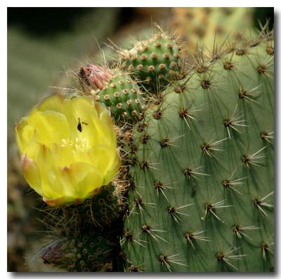 g3/04/549504/3/52858735.CactusFlower.jpg