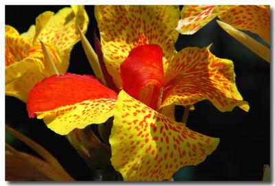 g3/04/549504/3/52858739.canna.jpg