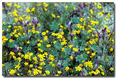 g3/04/549504/3/52858752.desertflowersA.jpg