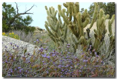 g3/04/549504/3/52858755.DesertpurpleflowersA.jpg