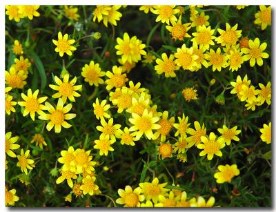 g3/04/549504/3/52858803.desertyellowflowersA.jpg