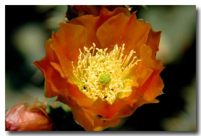 g3/04/549504/3/52858828.Flower.jpg