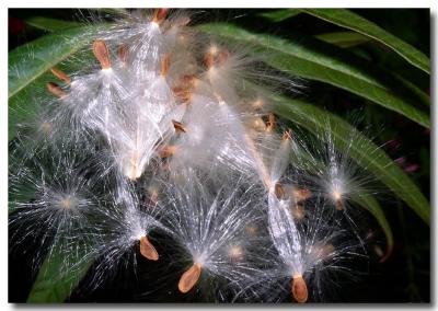 g3/04/549504/3/52858833.FluffySeedsA.jpg
