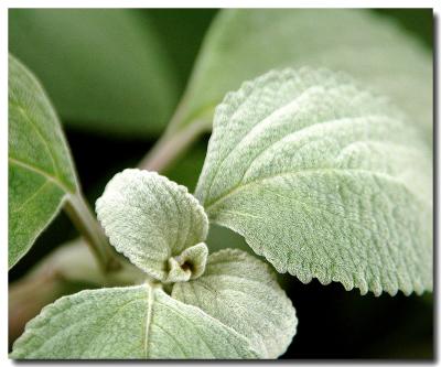 g3/04/549504/3/52858865.FurryPlant.jpg