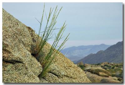 g3/04/549504/3/52858872.grassoutofrockA.jpg