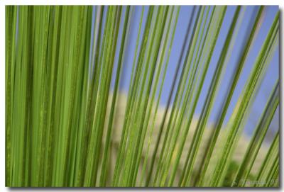 g3/04/549504/3/52858878.grasses.jpg